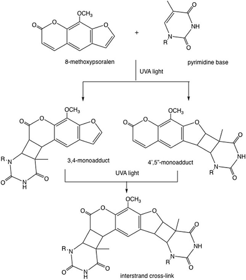 Tiềm năng trong tương lai của psoralen: Mở ra cánh cửa mới 2